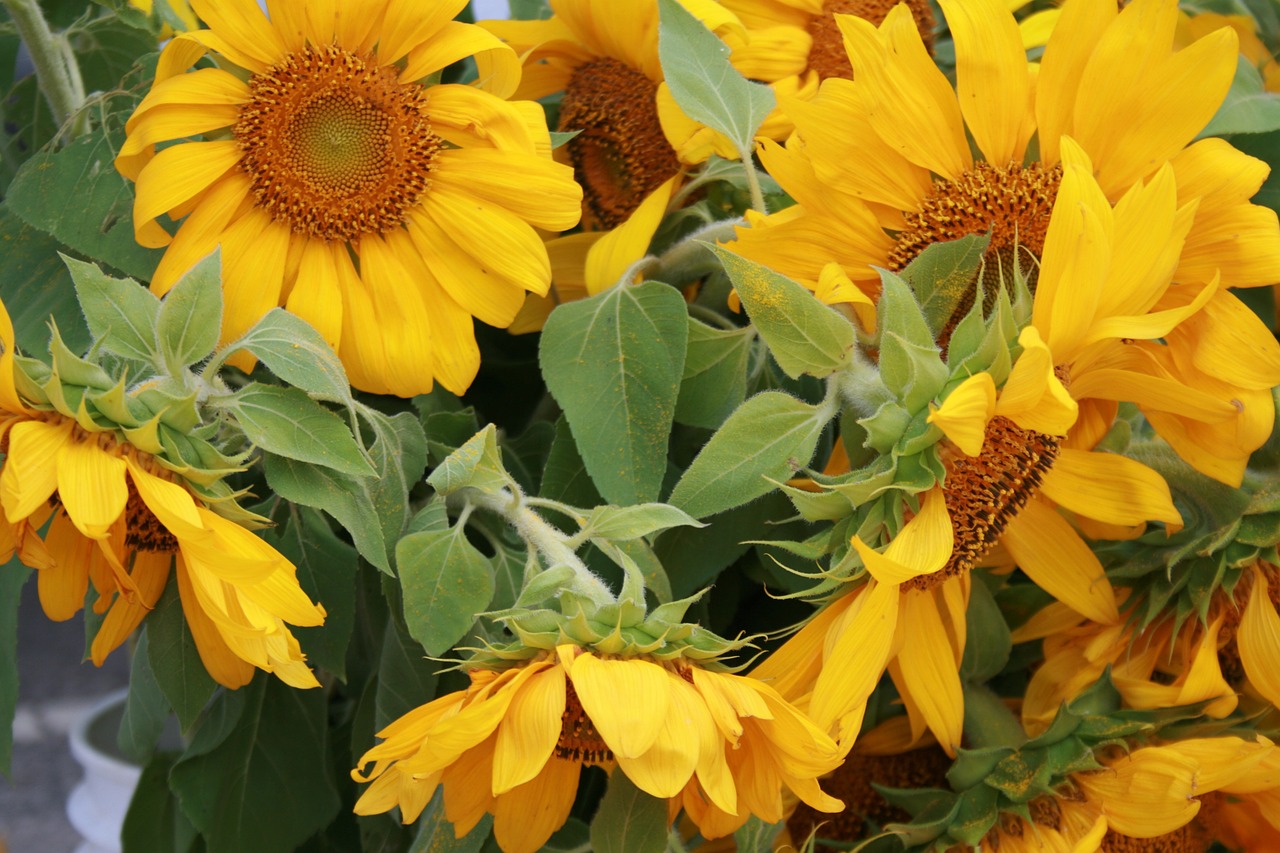 flowers sunflowers yellow free photo