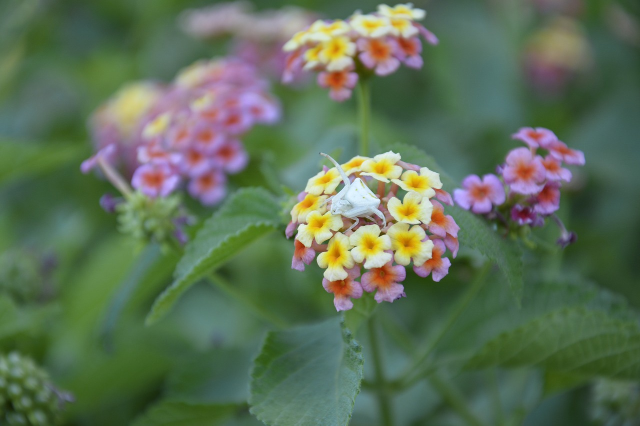 flowers flower white crab spider free photo