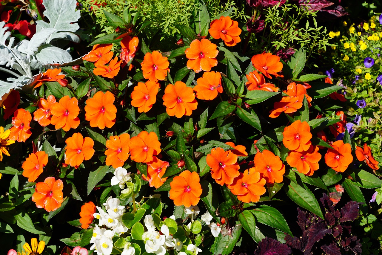 flowers green plant free photo