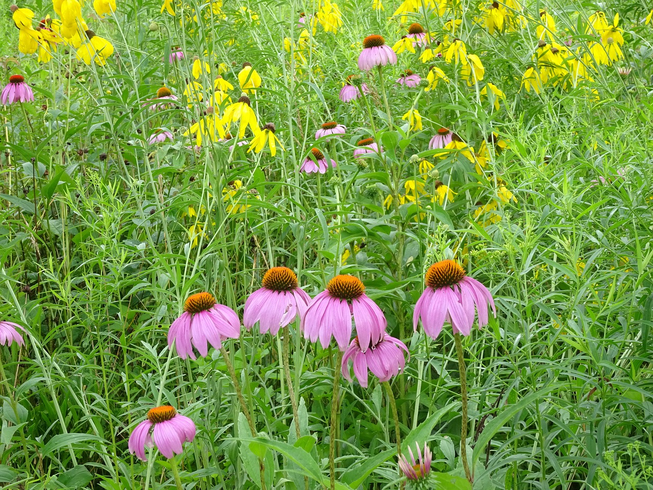 flowers meadow spring free photo