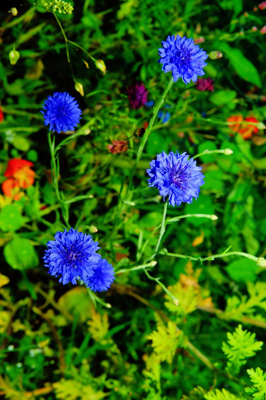 flowers wild flowers cornflowers free photo