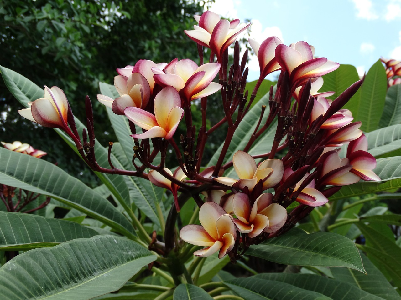 plumeria flowers mexico free photo