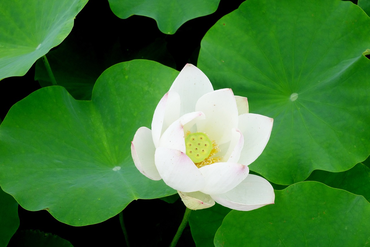 flowers anapji lotus free photo