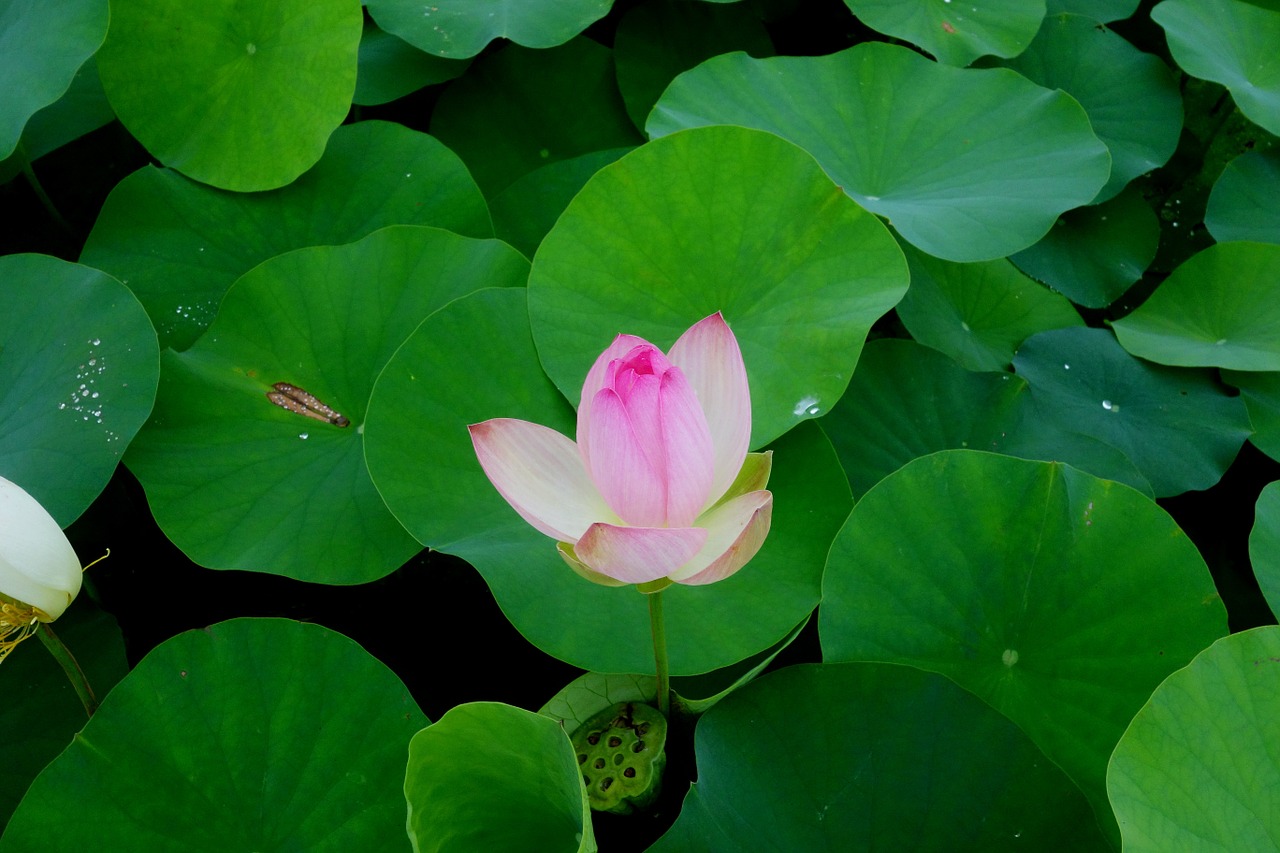 flowers anapji lotus free photo