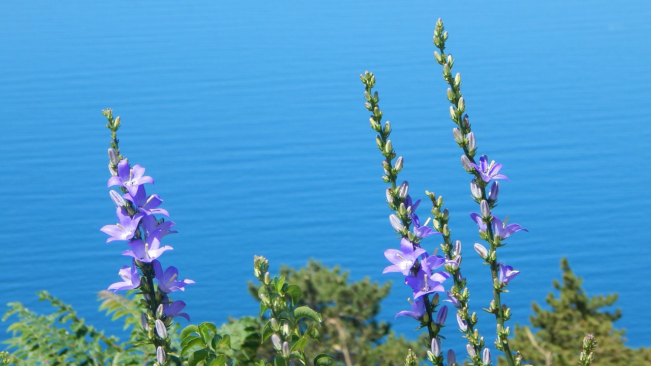 flowers sea summer free photo