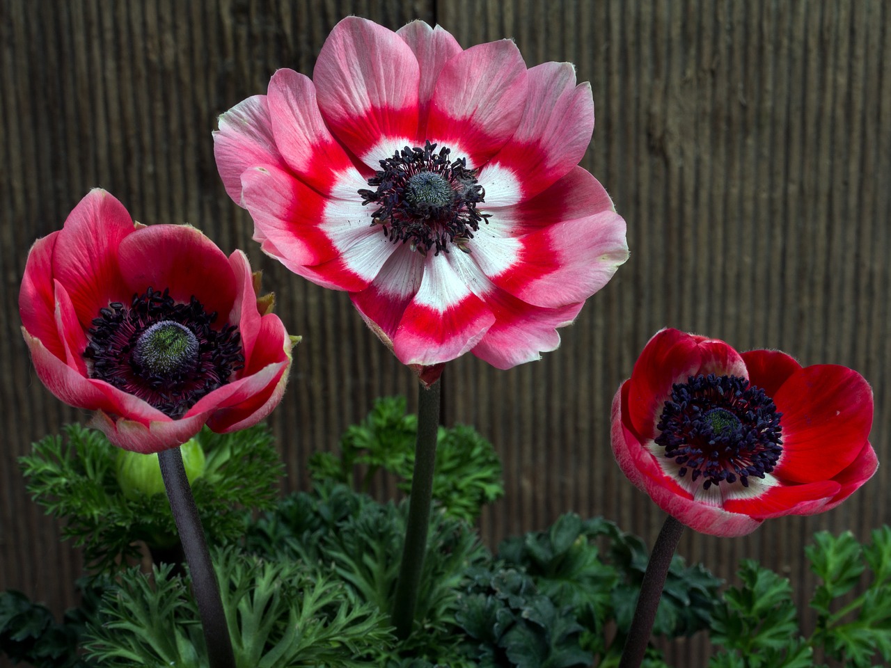 flowers garden anemone spring free photo