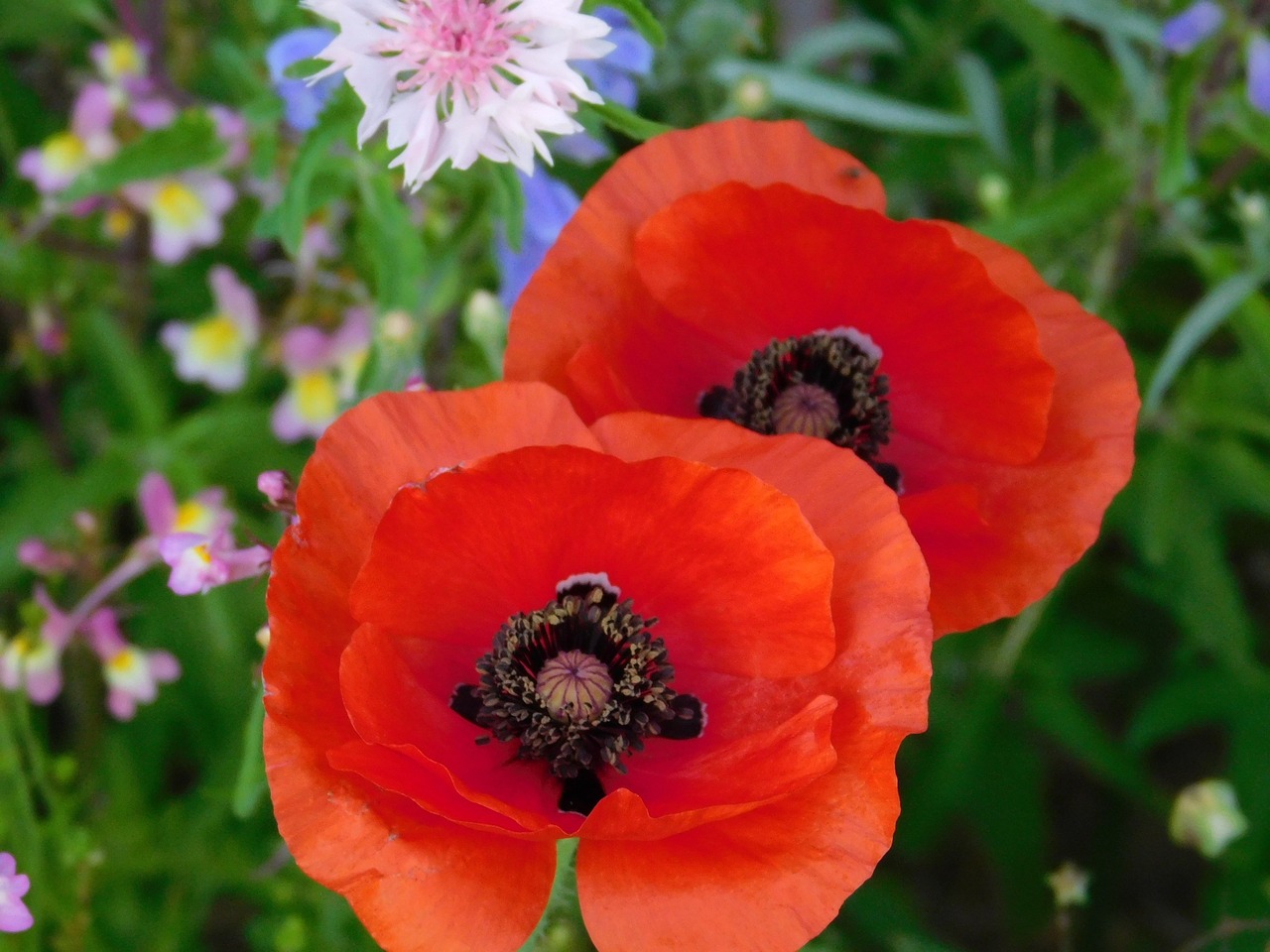 poppies flowers wildflowers free photo