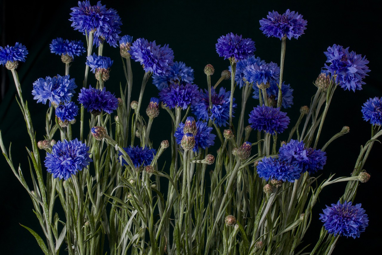 flowers cornflowers blue free photo