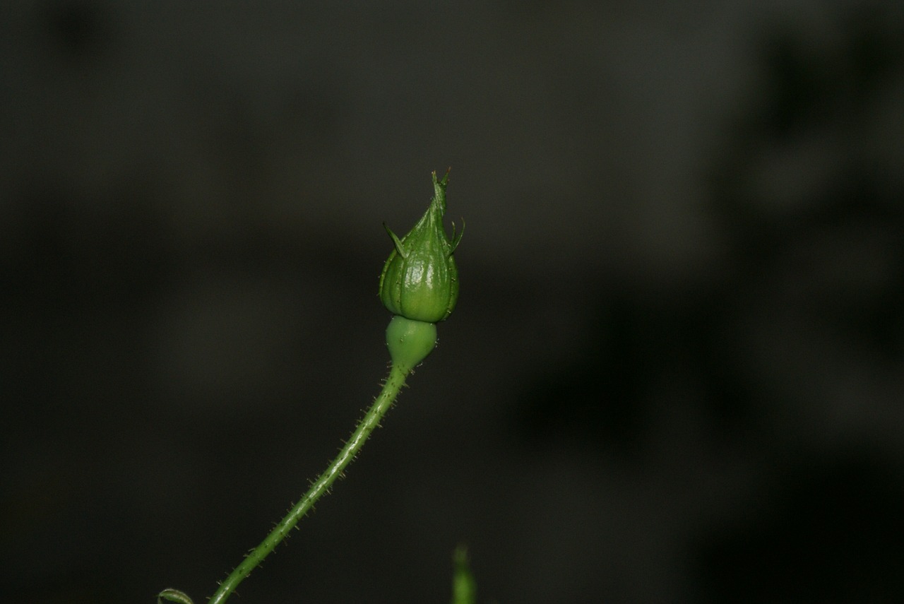 flowers spring plant free photo