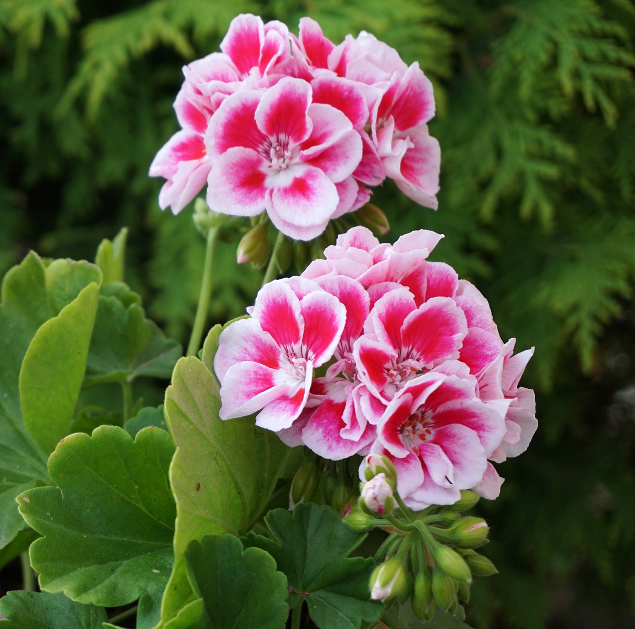 flowers pink white flower free photo