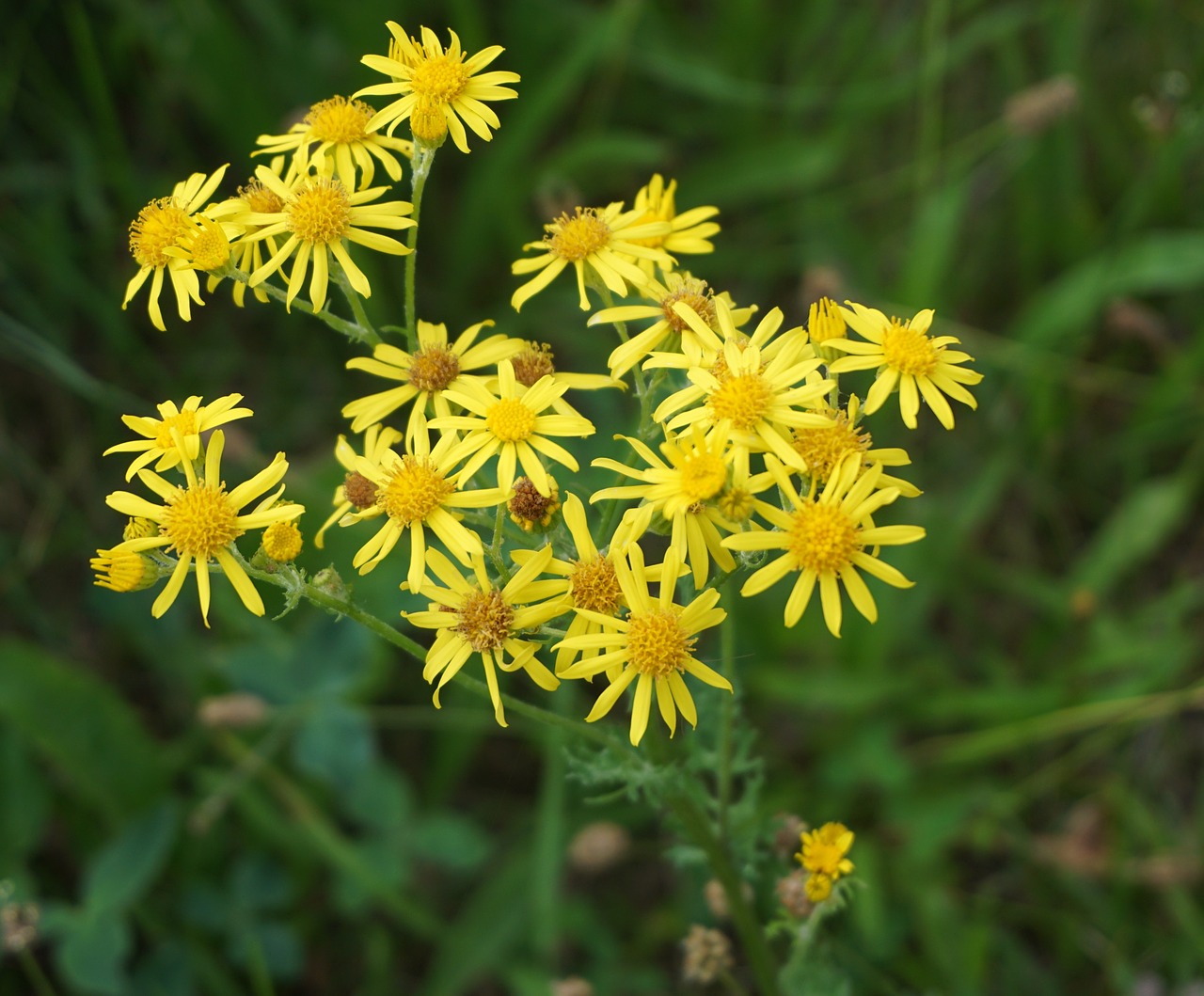 flowers yellow close free photo