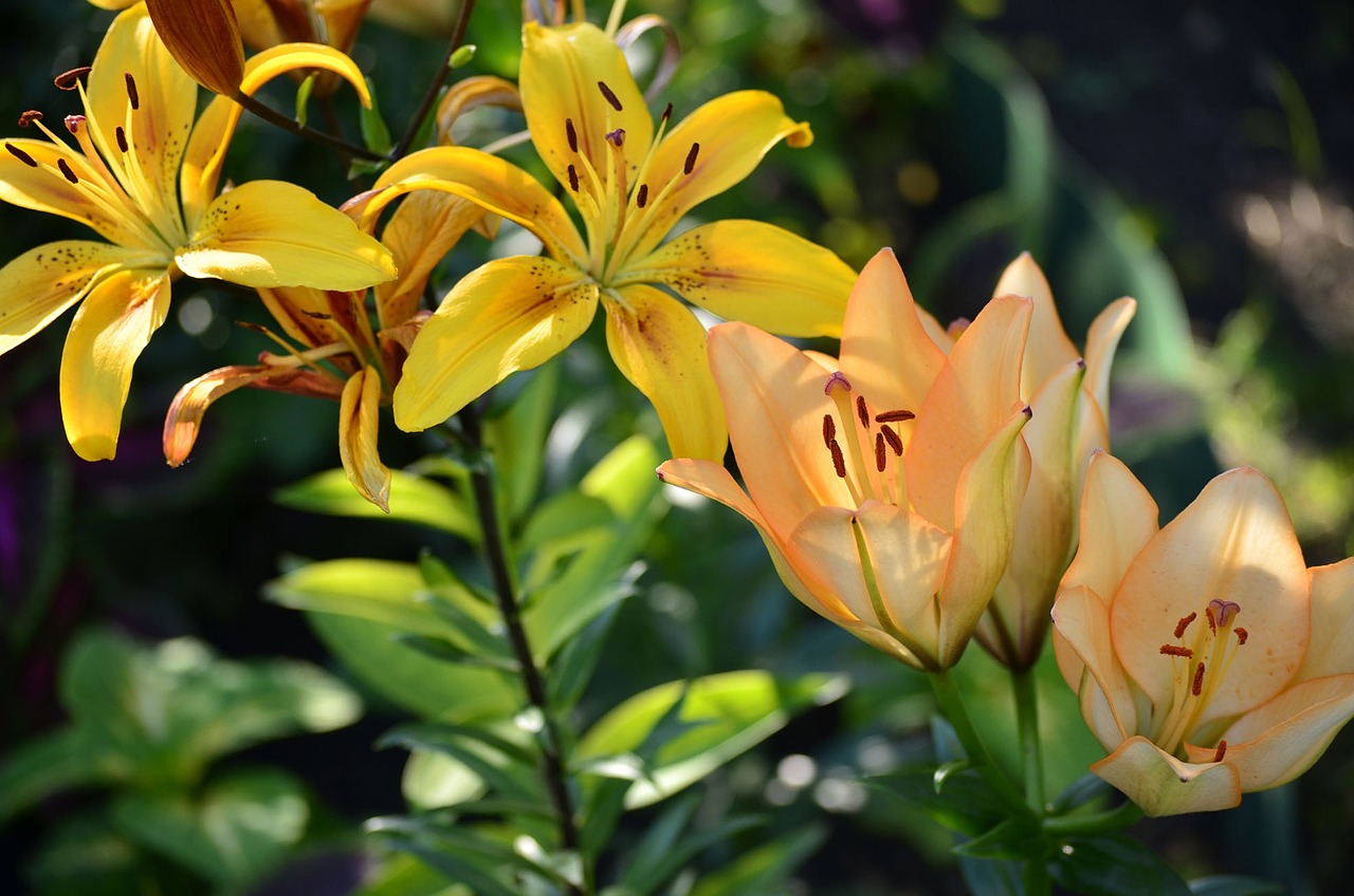 flowers lily summer free photo