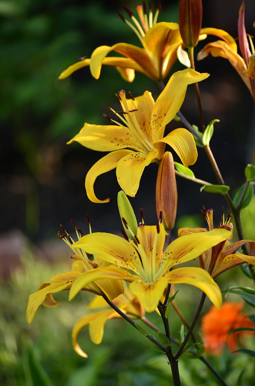 flowers lily summer free photo