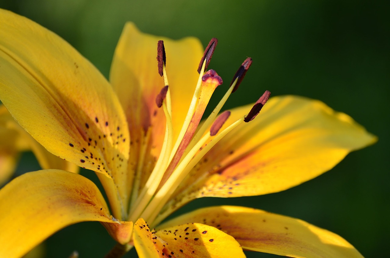 flowers lily summer free photo