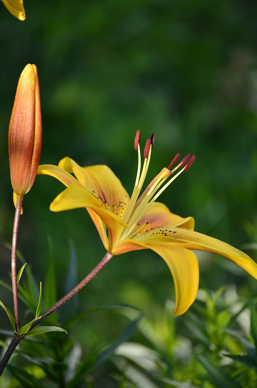 flowers lily summer free photo