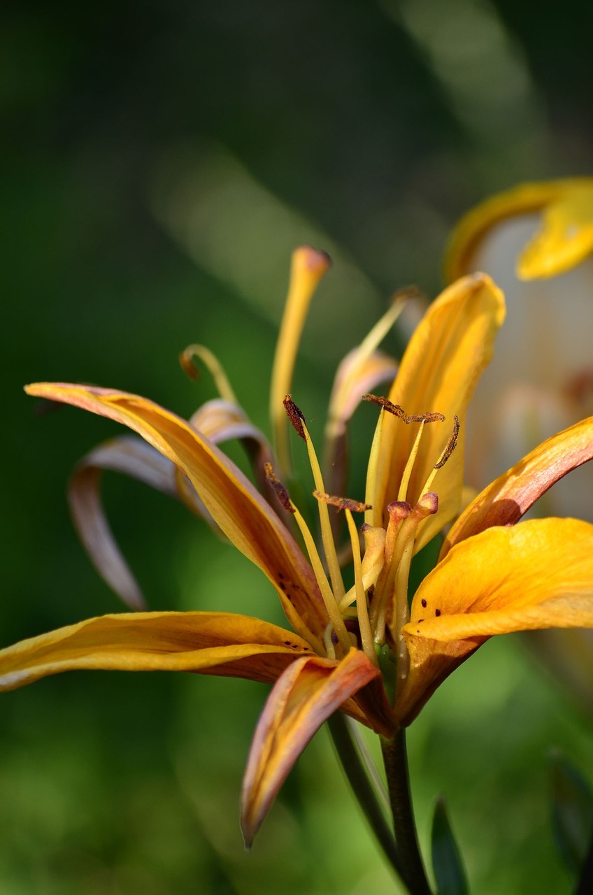 flowers lily summer free photo