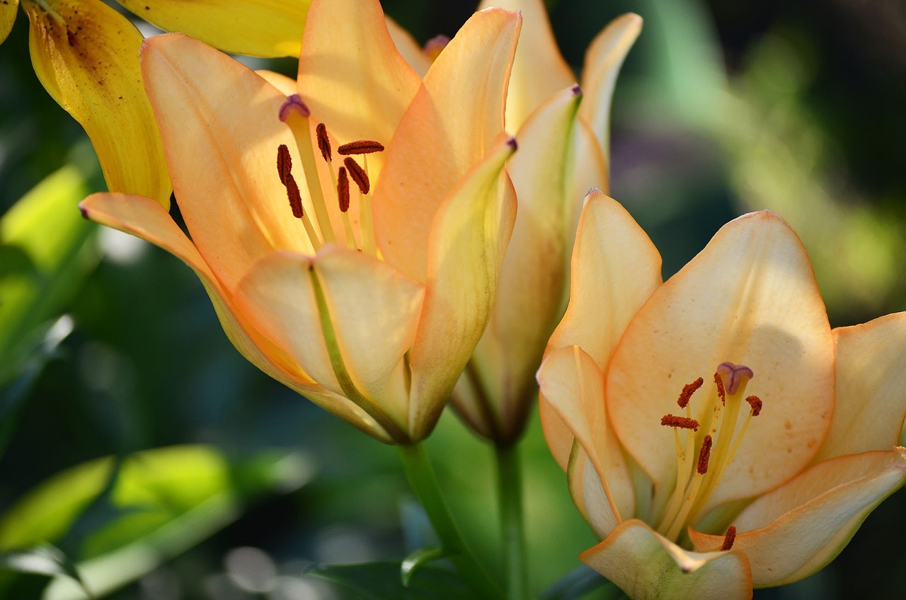 flowers lily summer free photo