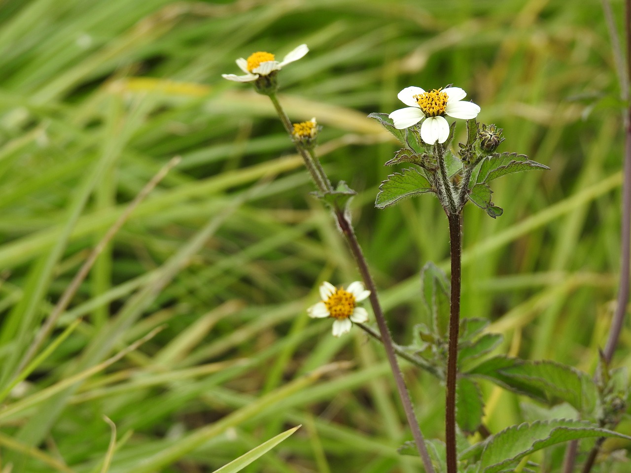 flowers flower white flower free photo