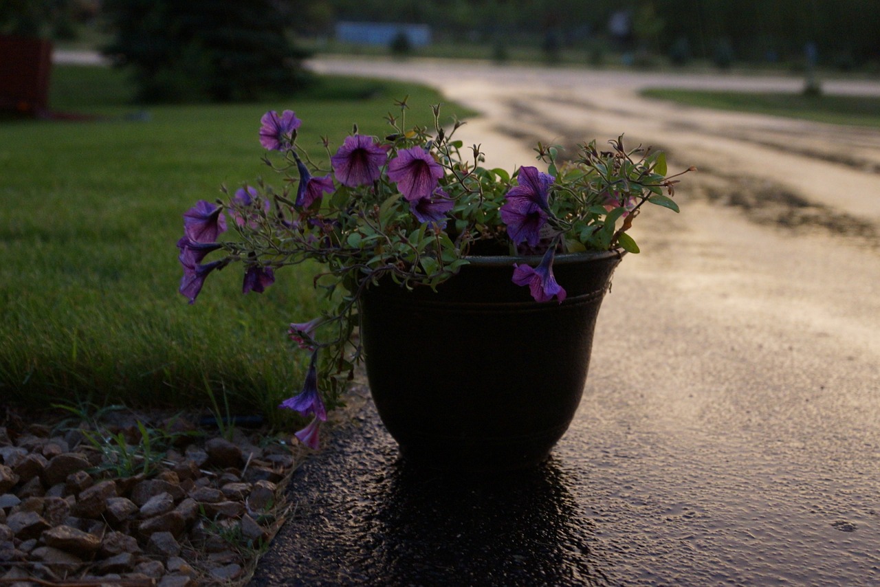 flowers floral dusk free photo