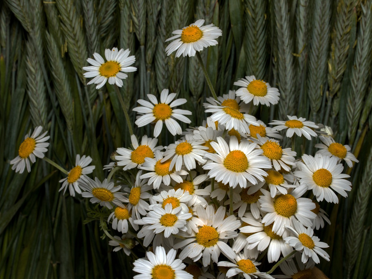 flowers cereals roe free photo