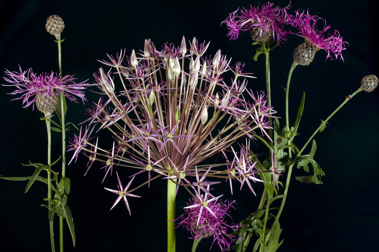 flowers ornamental onion violet free photo