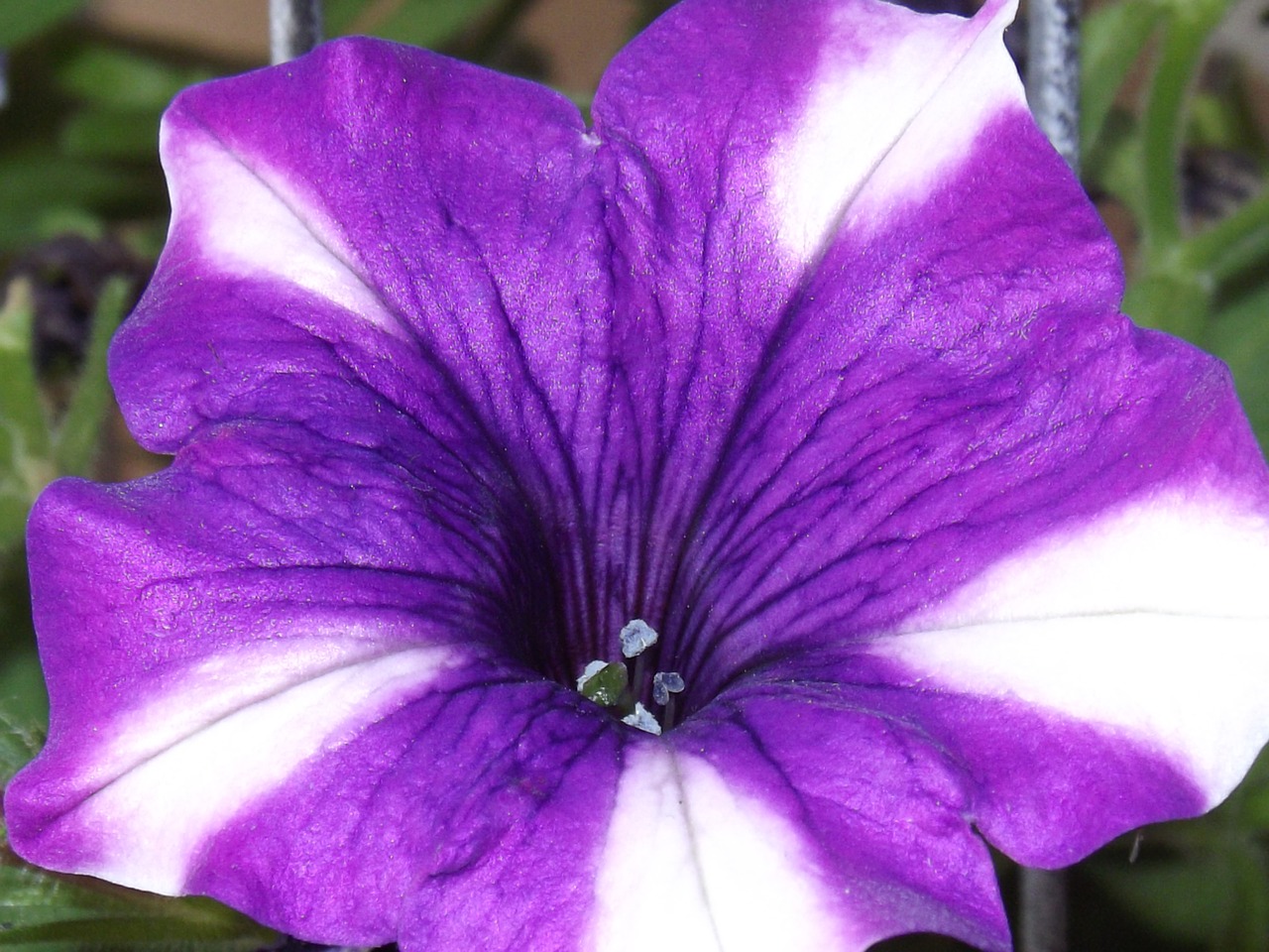 flowers garden flowers petunia free photo