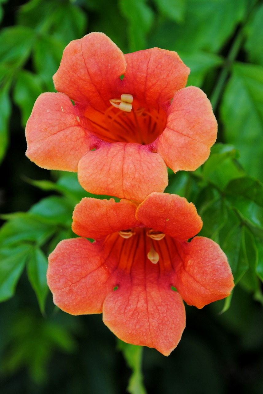 flowers blooming orange free photo