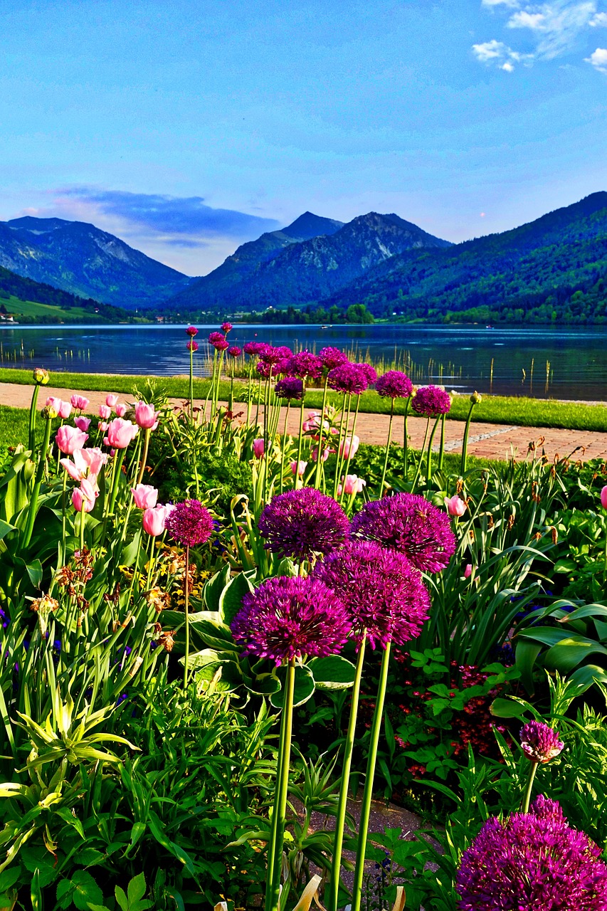 flowers mountains landscape free photo