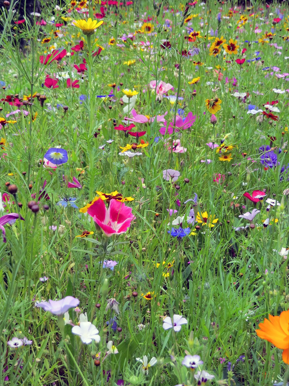 flowers meadow colorful free photo