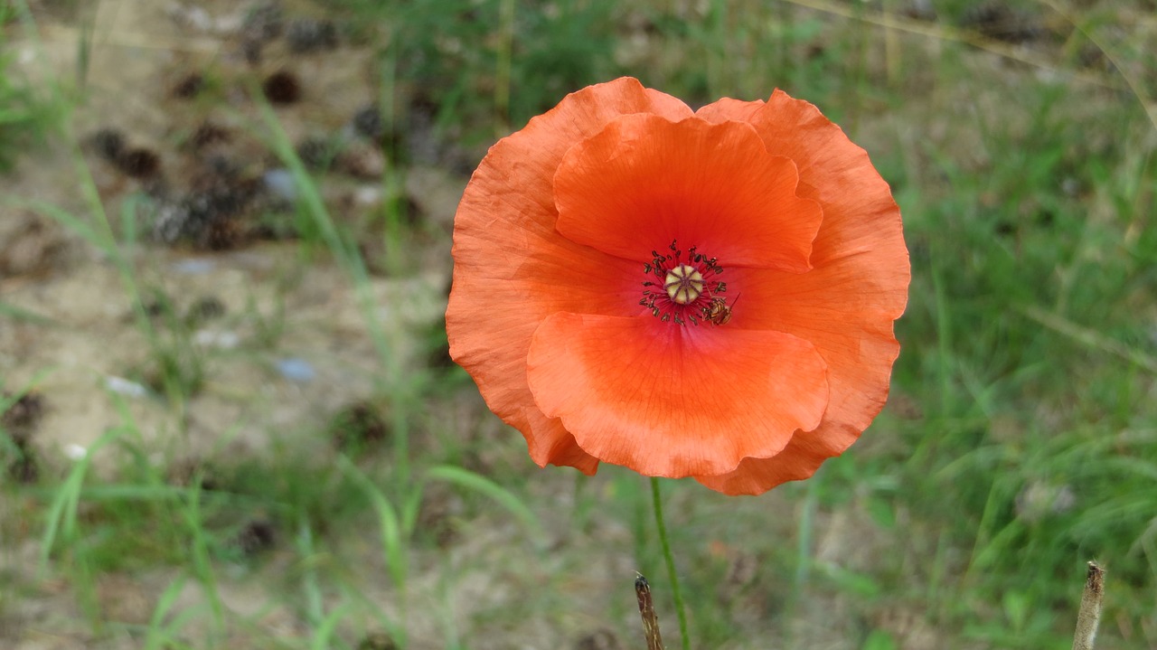 flowers flora cereals free photo