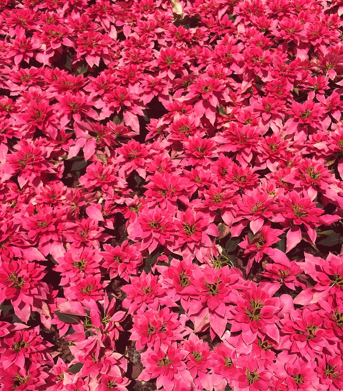 flowers pink plants free photo