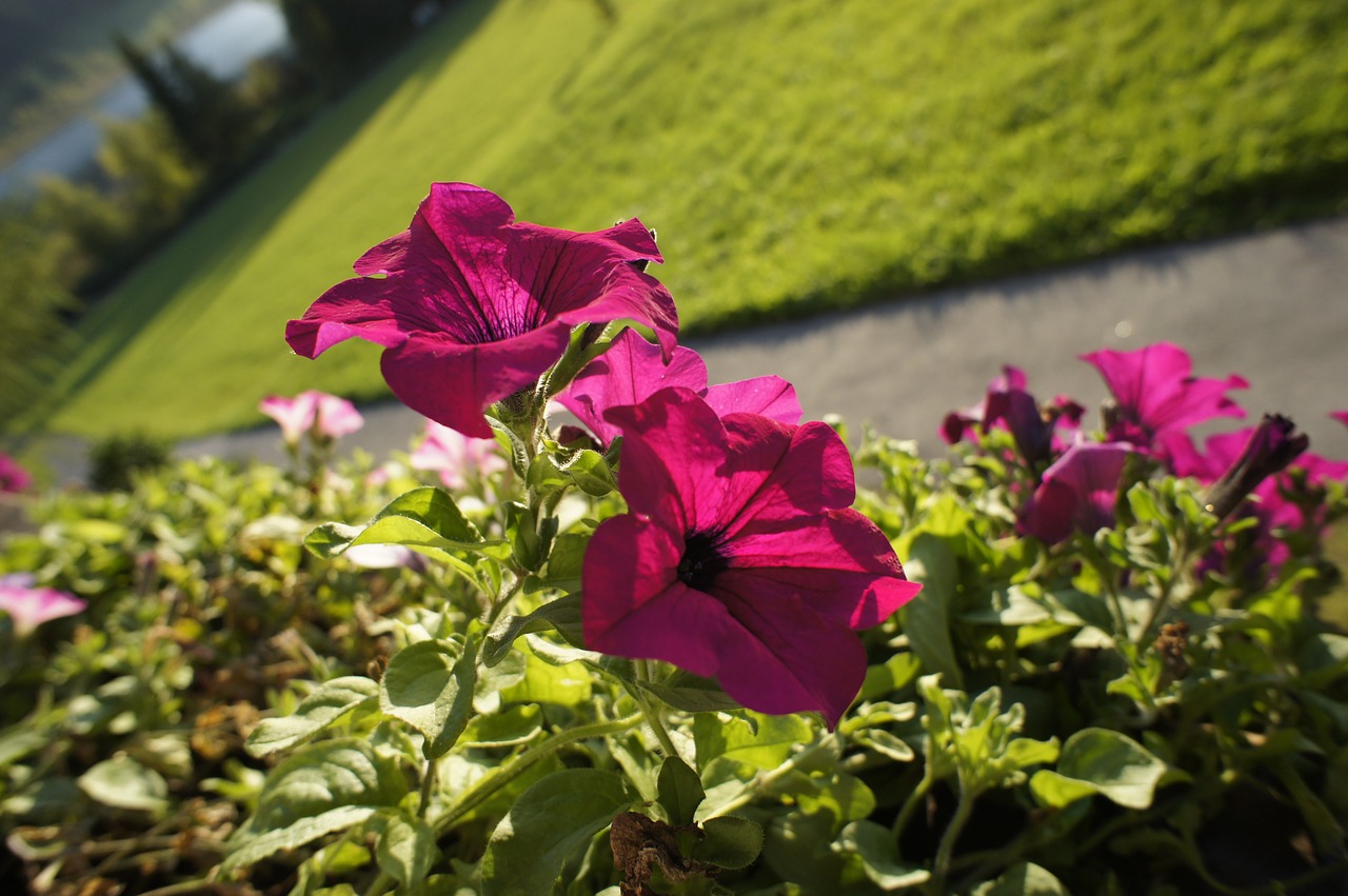 petunia flowers pink free photo