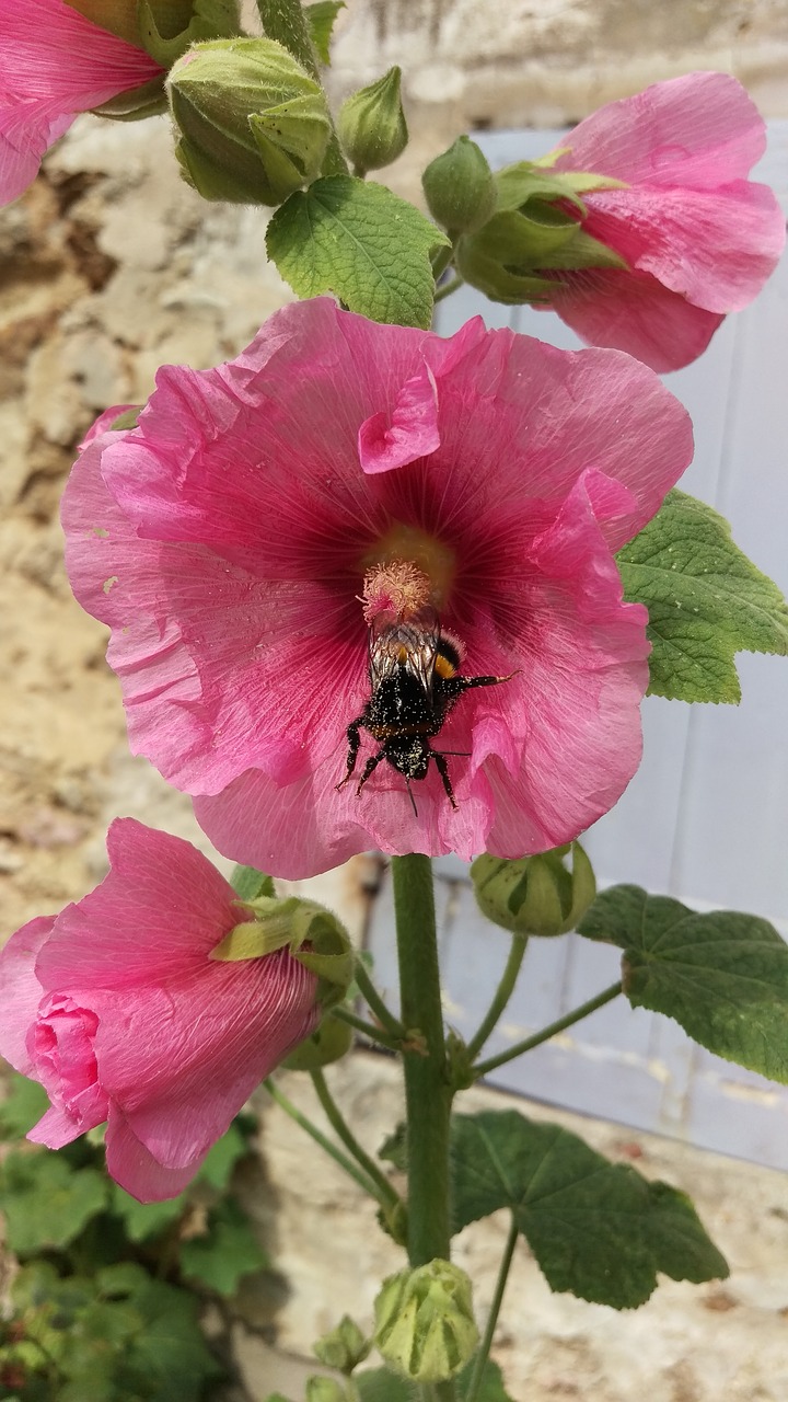hollyhock flowers bumblebee free photo