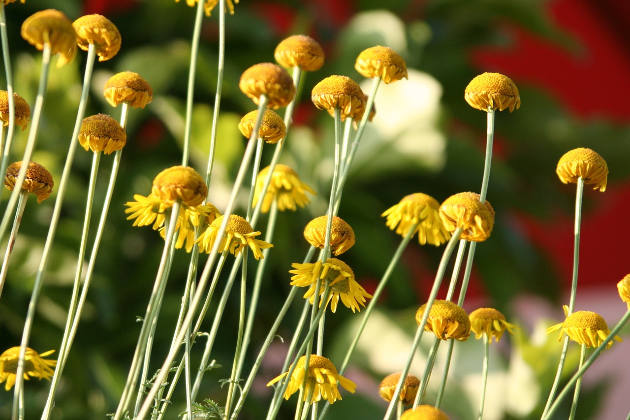 flowers yellow stems free photo