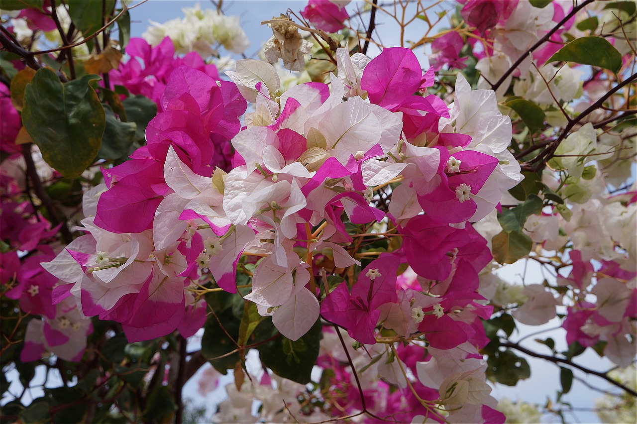 bougainvillea flowers white free photo