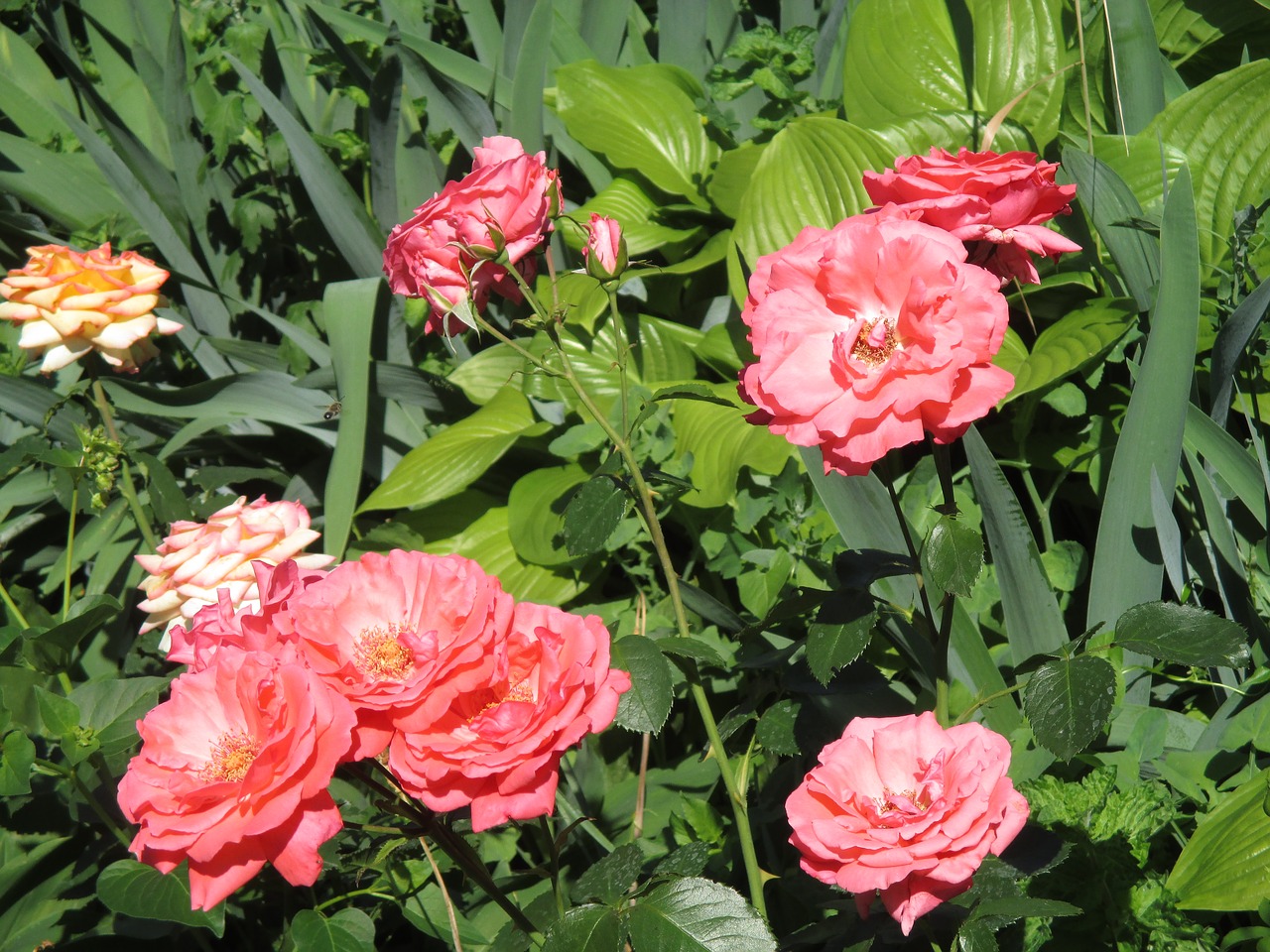 flowers roses pink flowers free photo