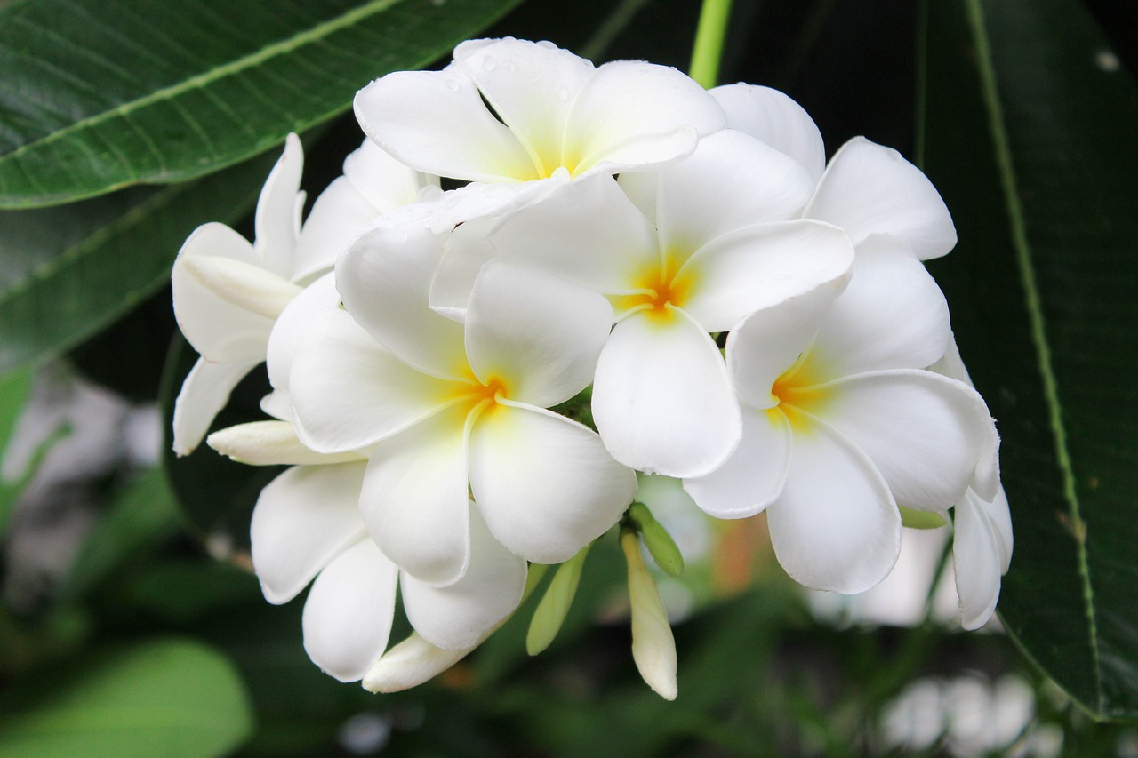 flowers garden white flowers free photo