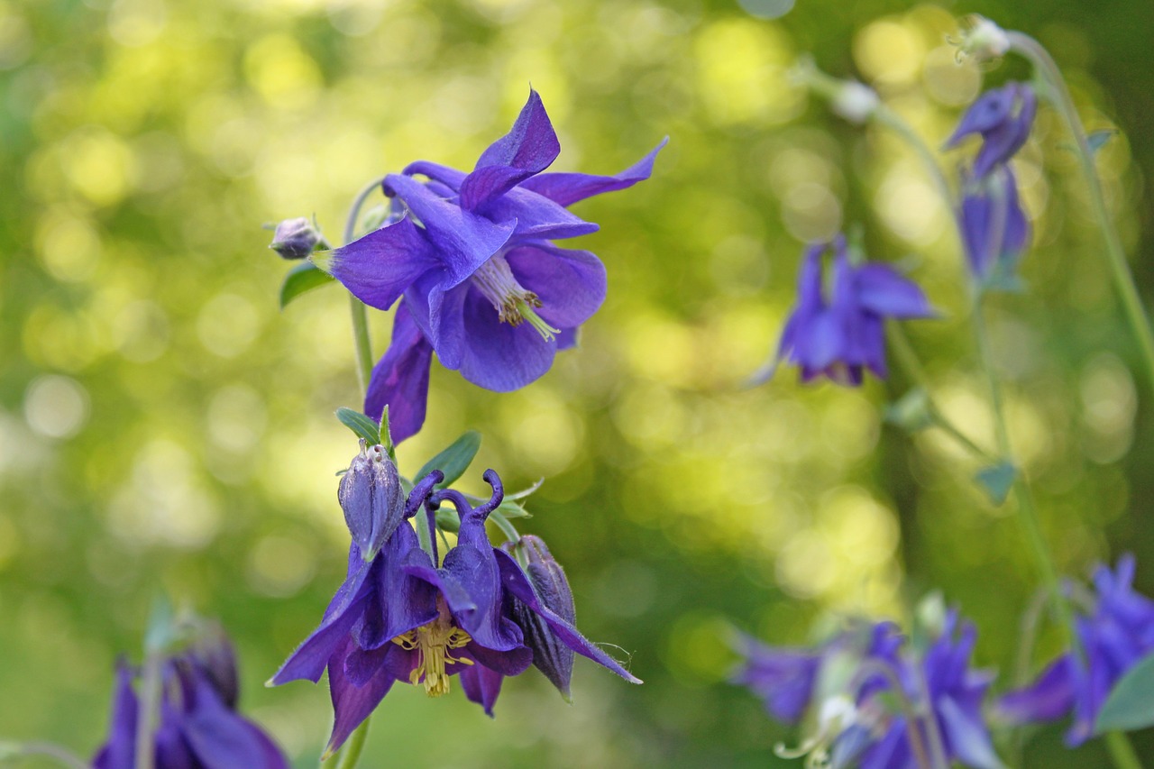 columbine flowers nature free photo