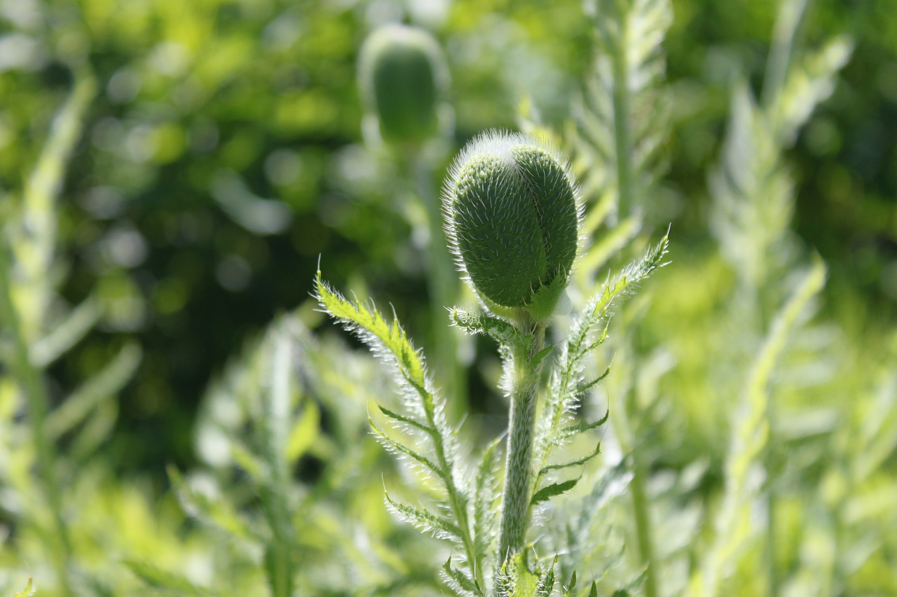 poppy flowers nature free photo