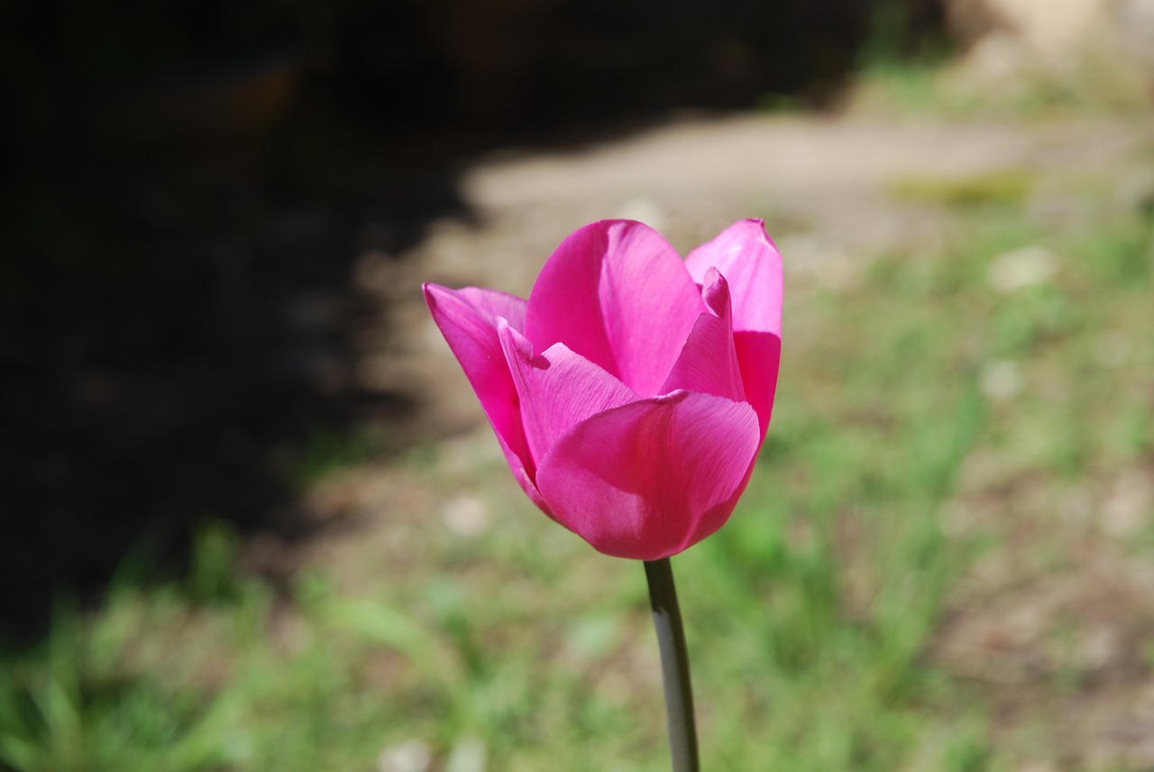tulip flowers pink free photo