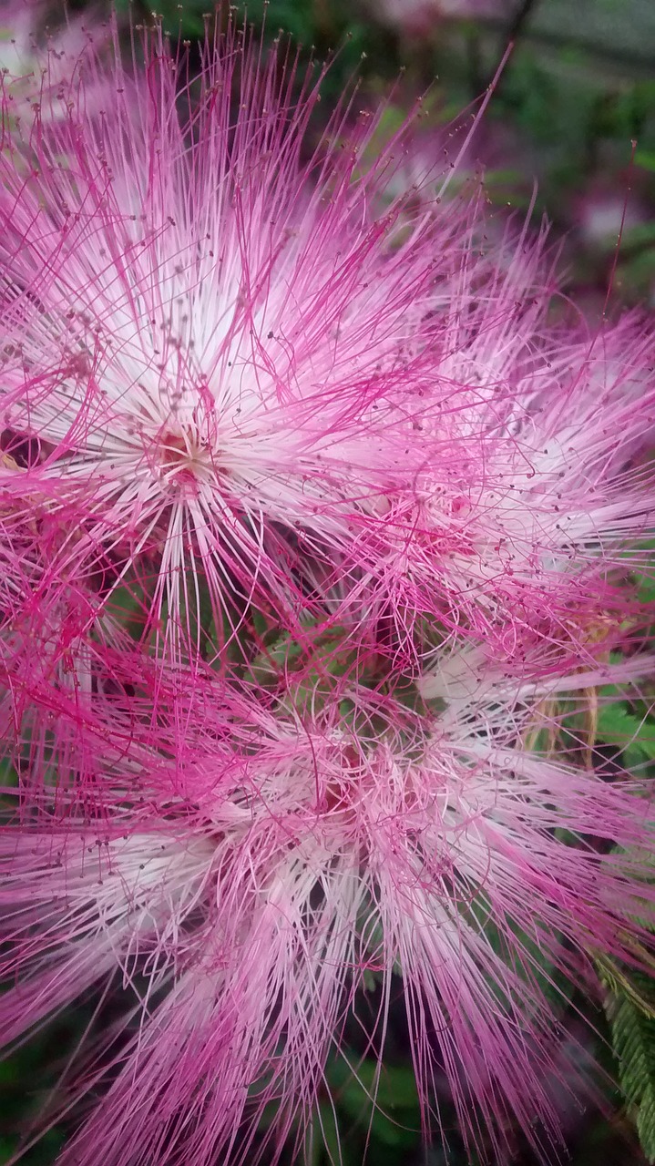 flowers rosa pink flower free photo