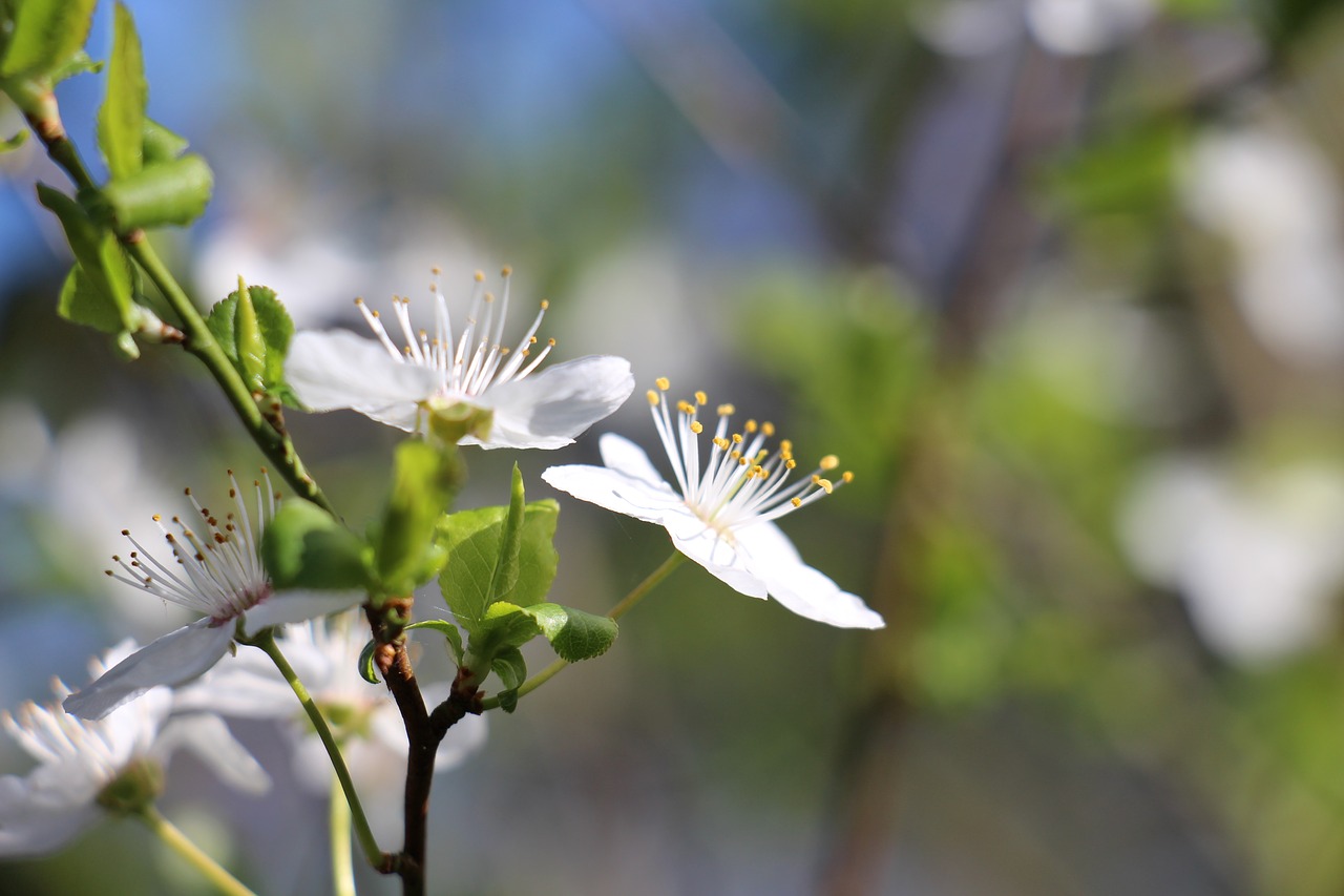 flowers cherry cherry blossoms free photo