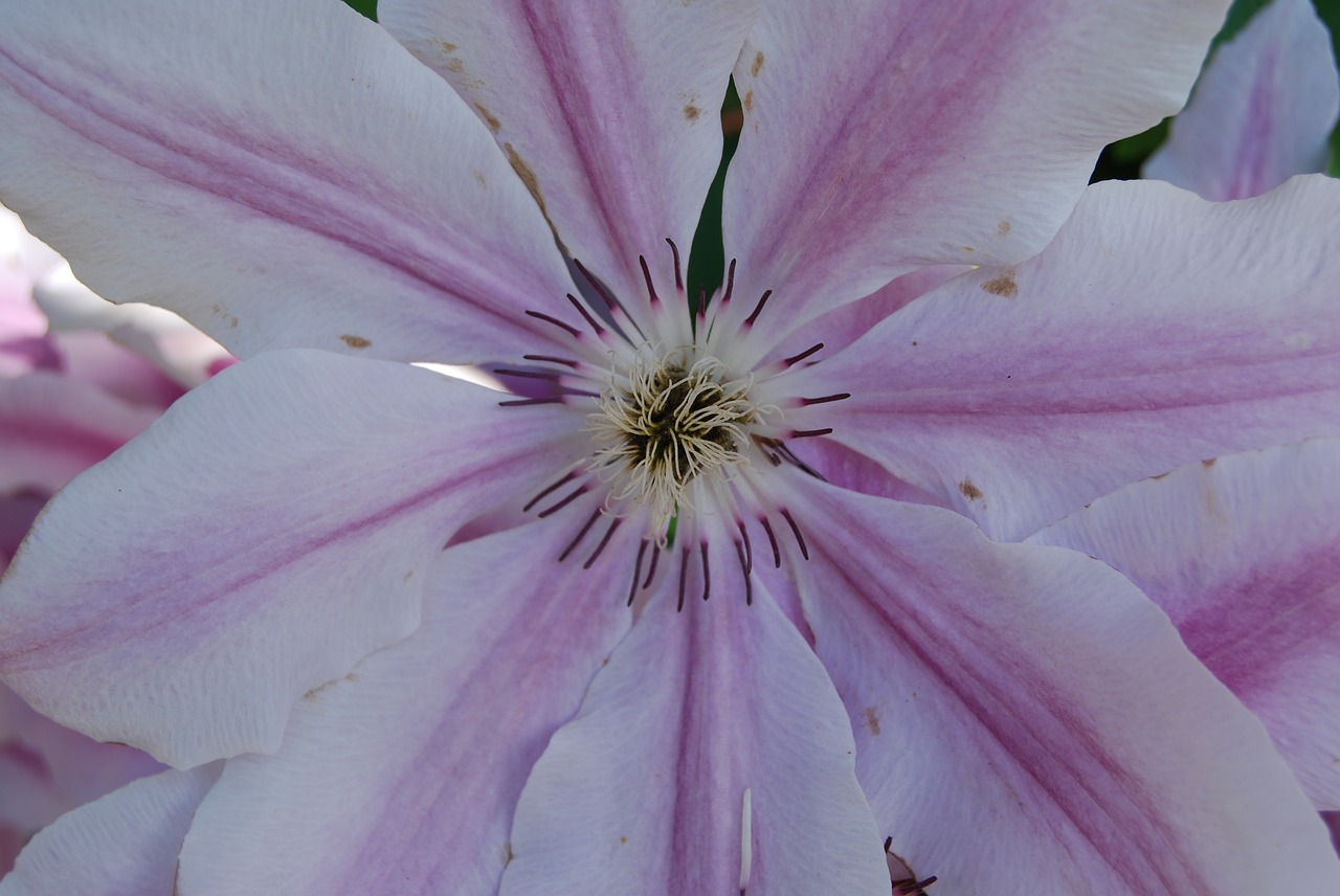 clematis flowers plant free photo