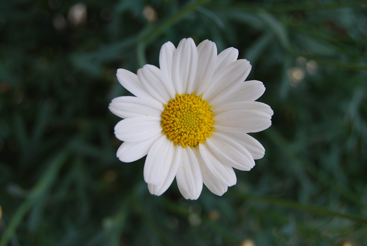 flowers plant white blossom free photo