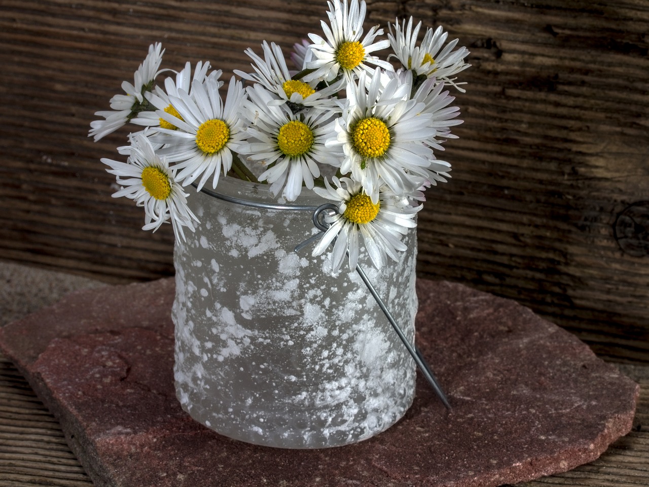 flowers still life daisy free photo