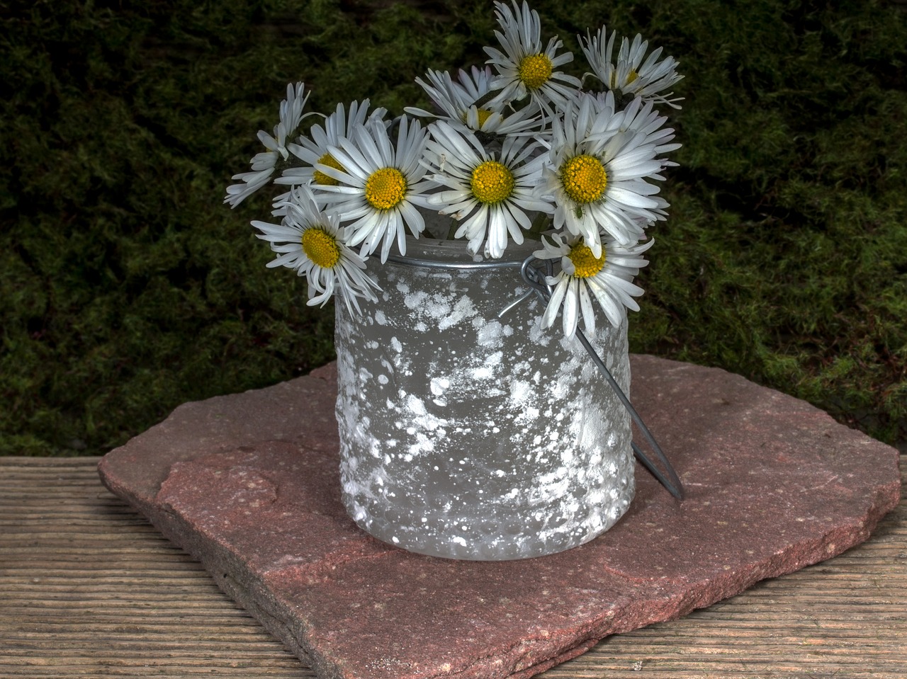 flowers still life daisy free photo