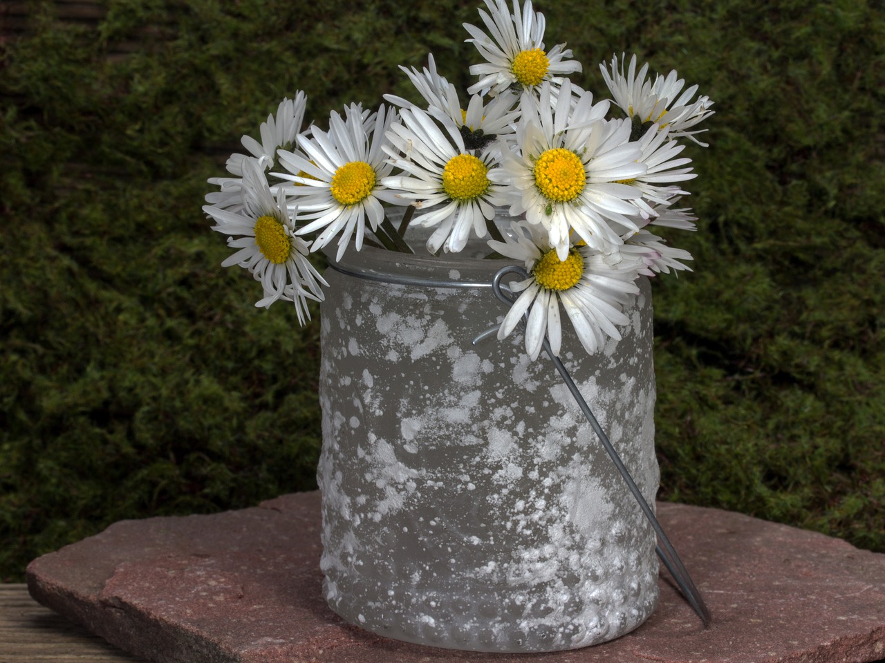 flowers still life daisy free photo