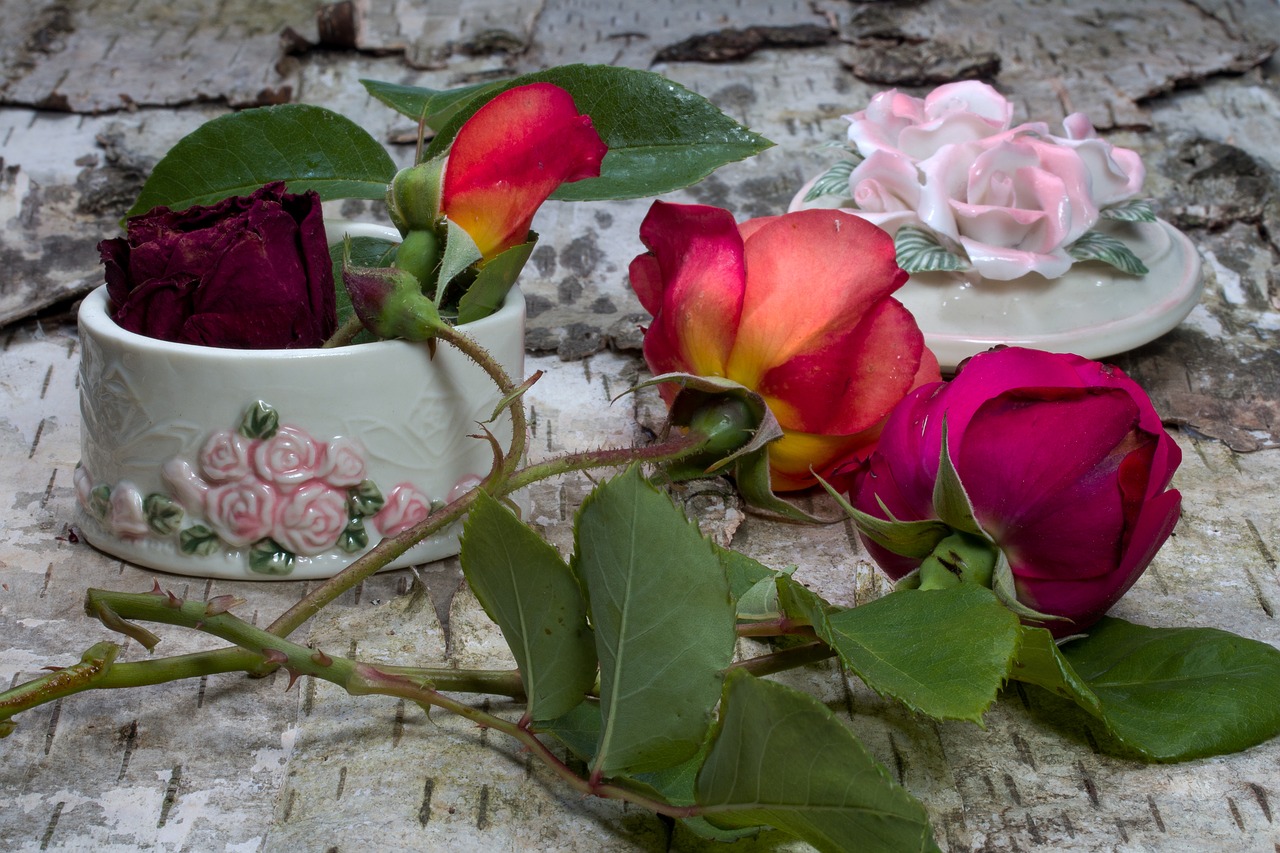 flowers roses birch bark free photo