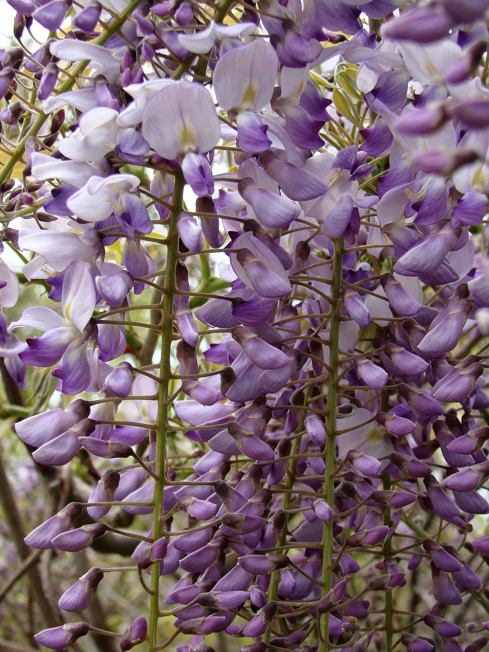 flowers wistaria lilac free photo