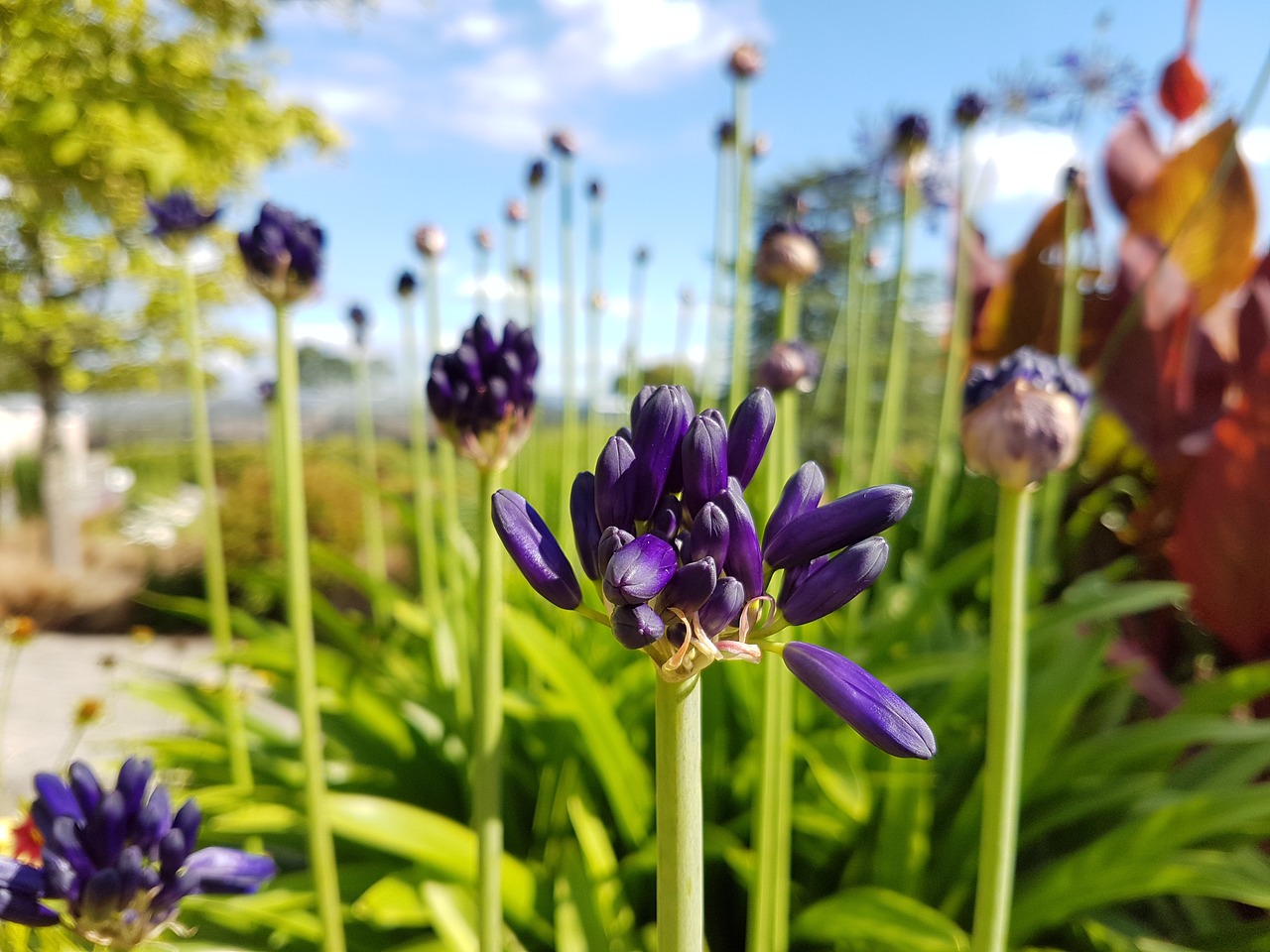 flowers purple purple flower free photo